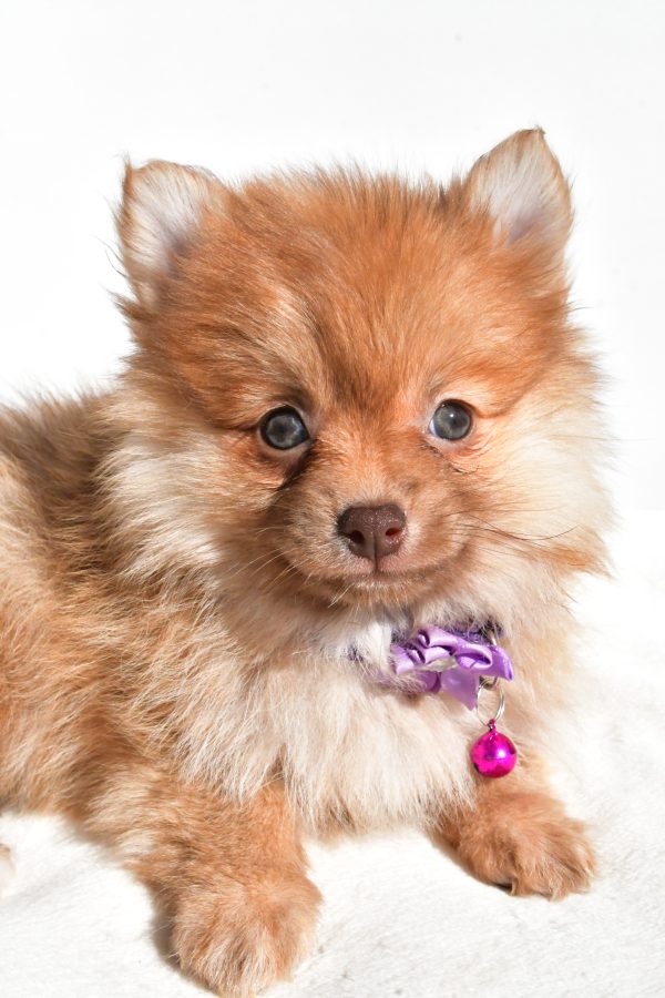 Miss Macey The Pomeranian - Image 3