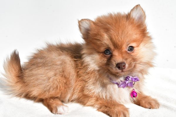 Miss Macey The Pomeranian - Image 4