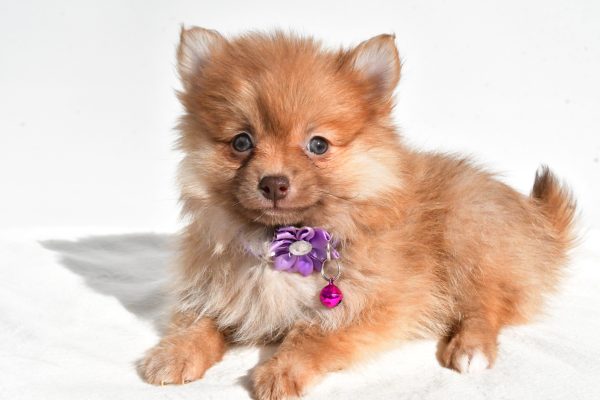 Miss Macey The Pomeranian - Image 5