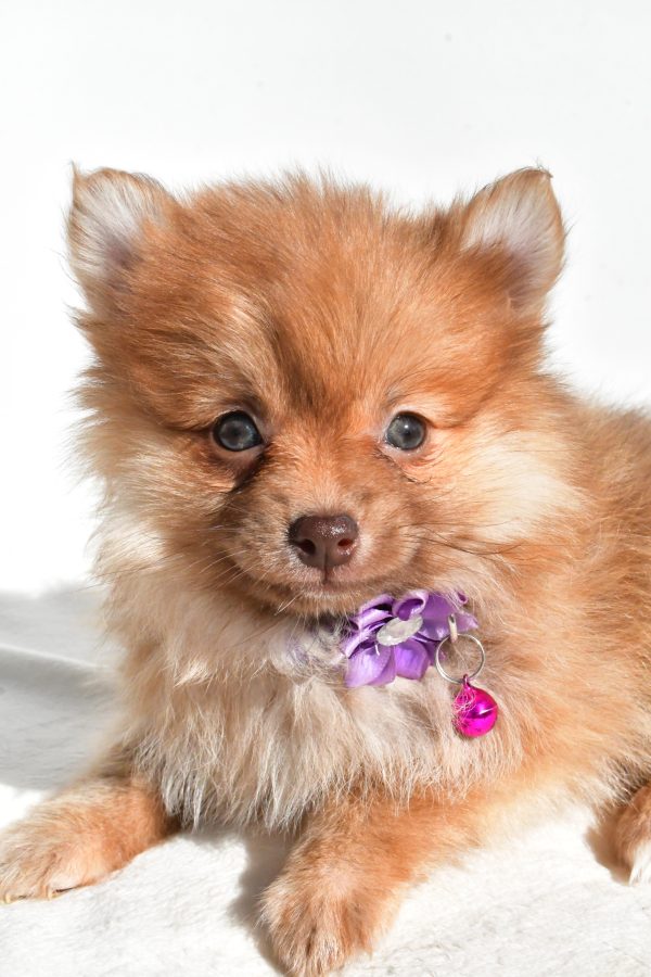 Miss Macey The Pomeranian - Image 2