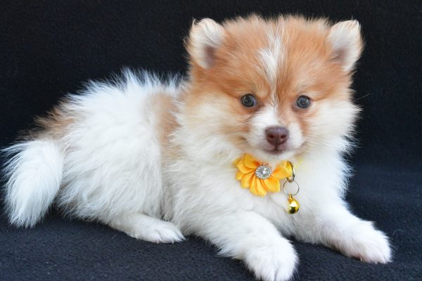 Miss Maple The Pomeranian - Image 6