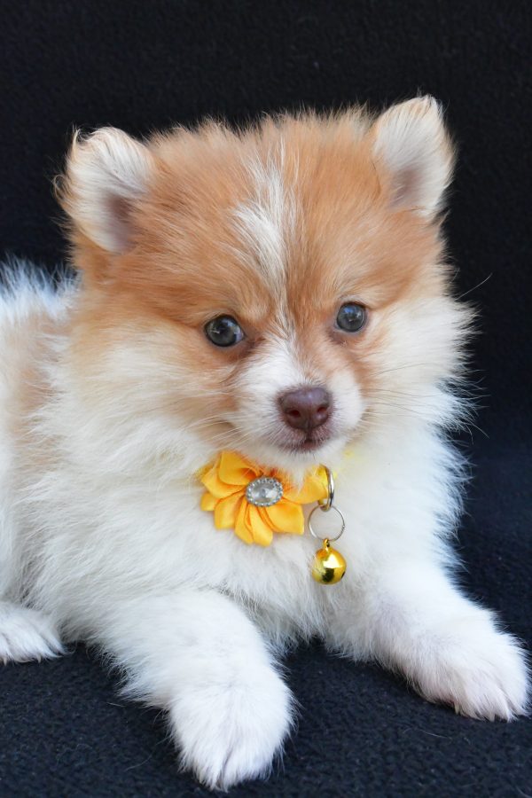 Miss Maple The Pomeranian - Image 4