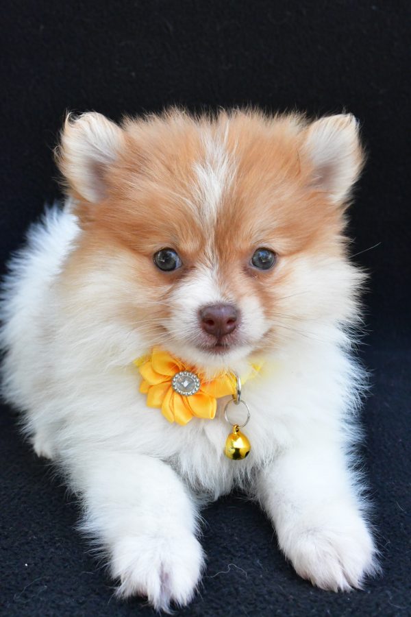Miss Maple The Pomeranian - Image 5
