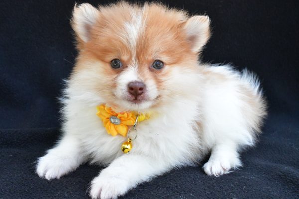 Miss Maple The Pomeranian - Image 7