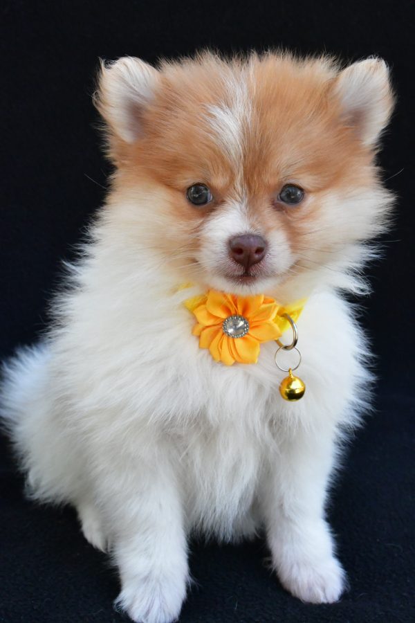 Miss Maple The Pomeranian - Image 2