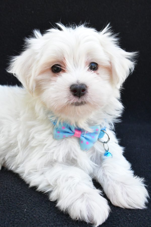 Mr. Jeff The Maltese - Image 5