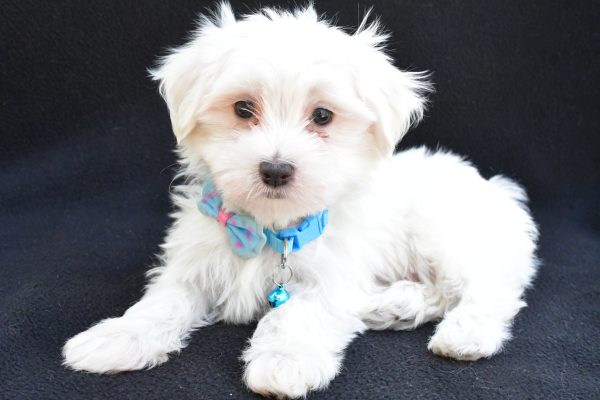 Mr. Jeff The Maltese - Image 8