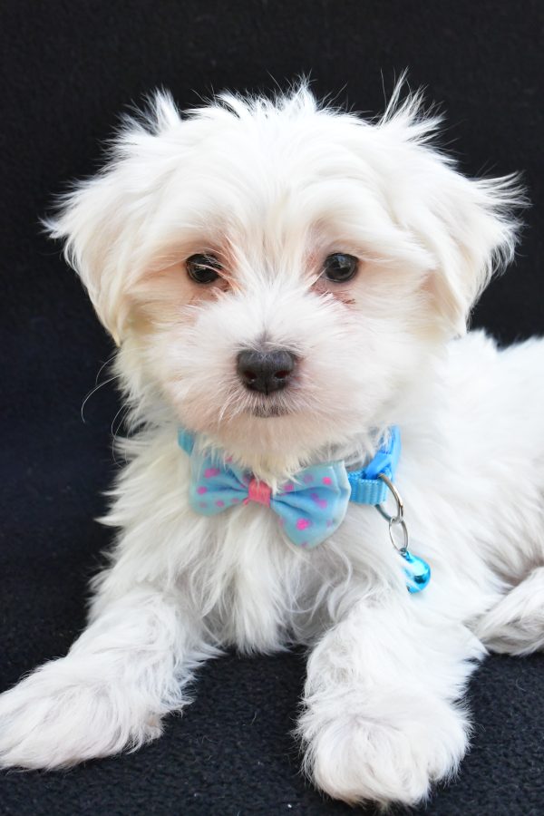 Mr. Jeff The Maltese - Image 4