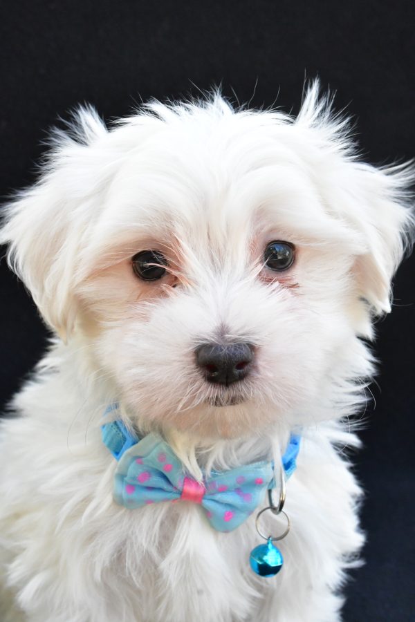 Mr. Jeff The Maltese