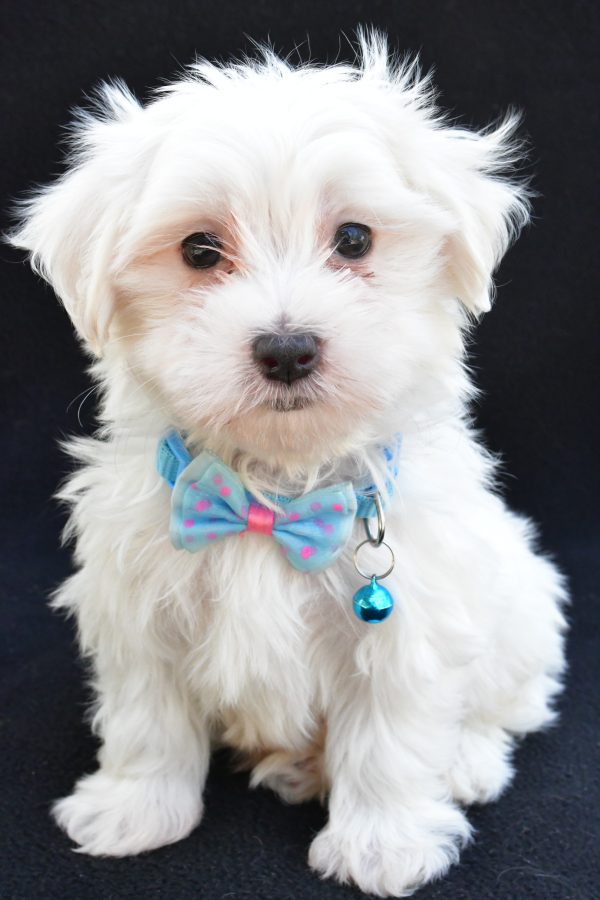 Mr. Jeff The Maltese - Image 2