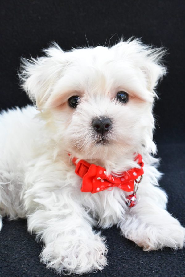 Mr. Joey The Maltese - Image 5