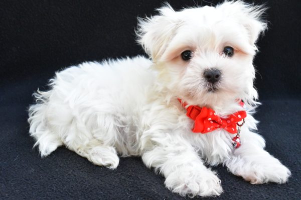 Mr. Joey The Maltese - Image 8