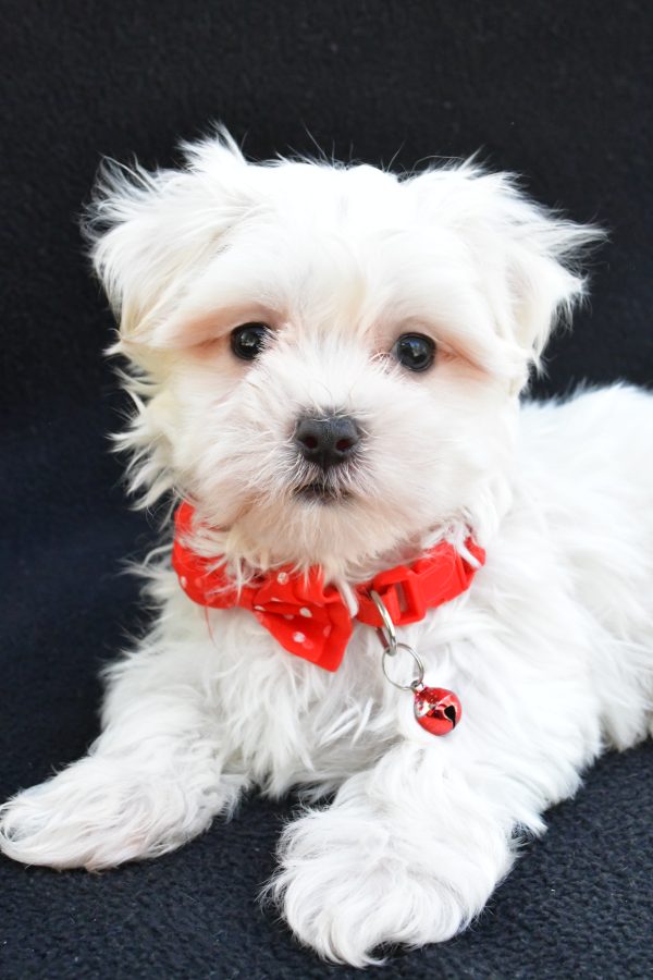 Mr. Joey The Maltese - Image 4