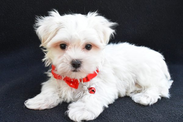 Mr. Joey The Maltese - Image 7