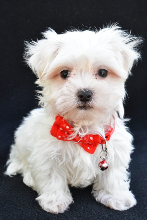 Mr. Joey The Maltese - Image 2