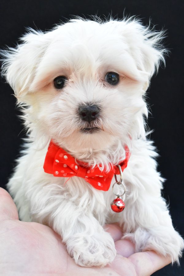 Mr. Joey The Maltese