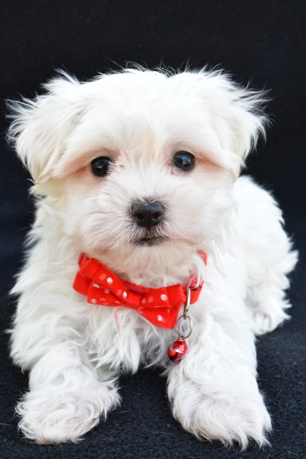 Mr. Joey The Maltese - Image 6