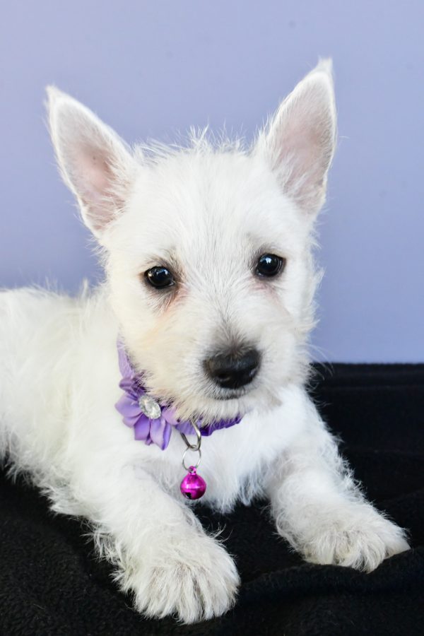 Miss Diane The West Highland White Terrier - Image 5