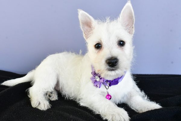 Miss Diane The West Highland White Terrier - Image 6