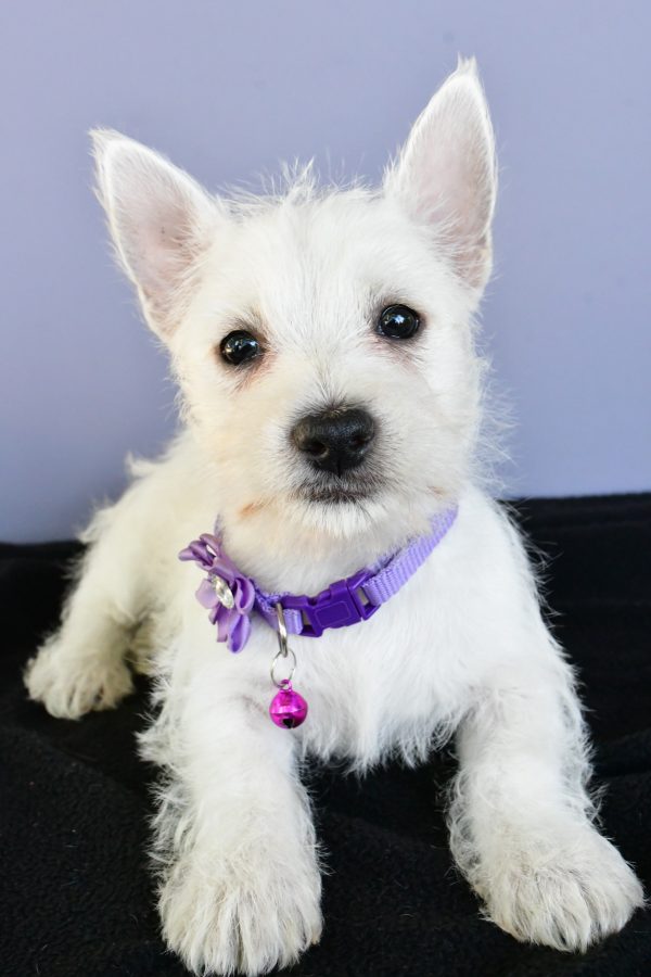 Miss Diane The West Highland White Terrier - Image 4