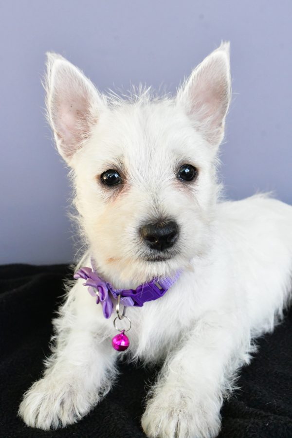 Miss Diane The West Highland White Terrier - Image 3