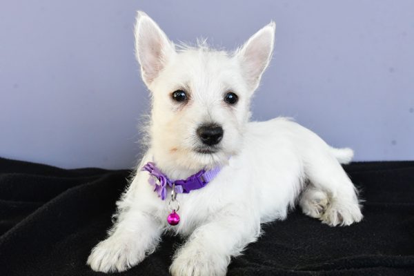 Miss Diane The West Highland White Terrier - Image 7