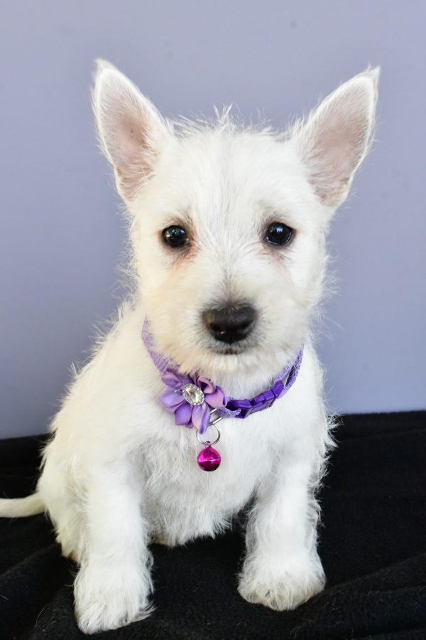 Miss Diane The West Highland White Terrier