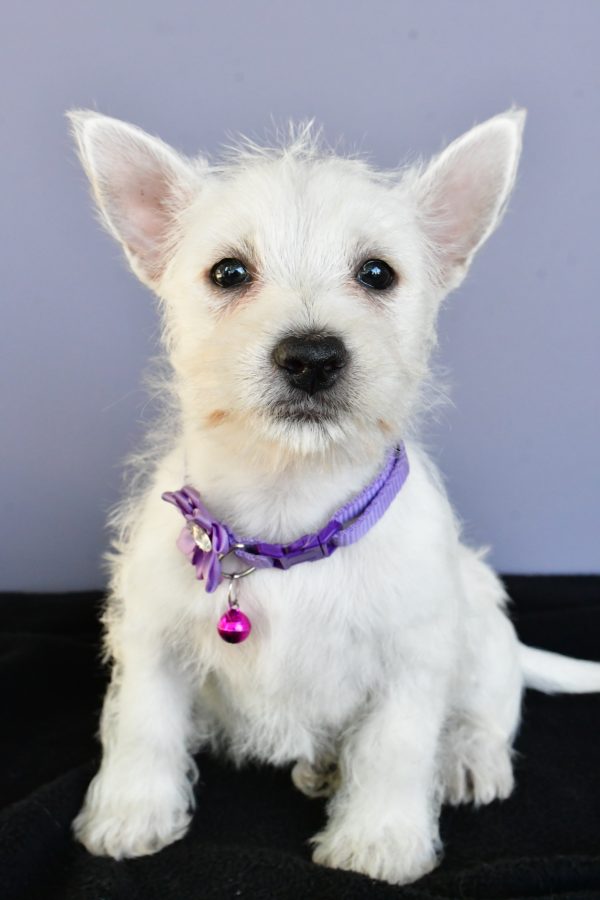 Miss Diane The West Highland White Terrier - Image 2