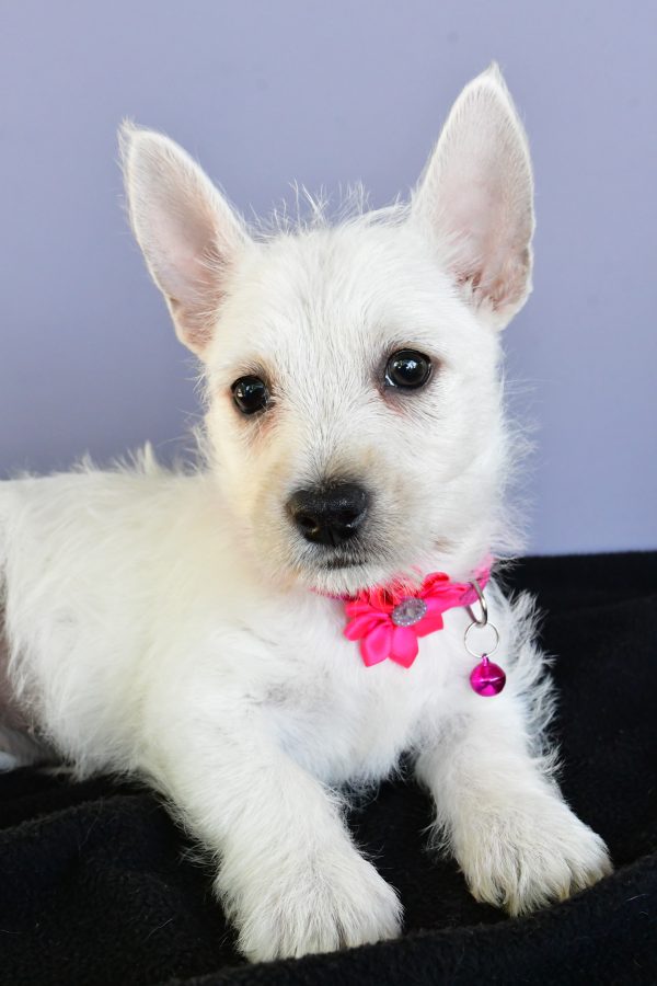 Miss Deanna The West Highland White Terrier - Image 3