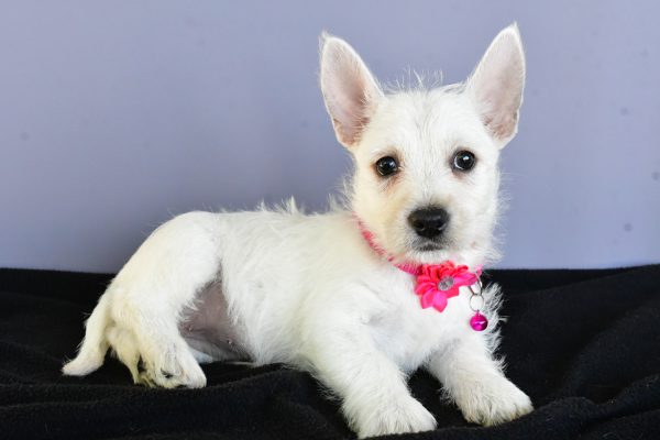 Miss Deanna The West Highland White Terrier - Image 6