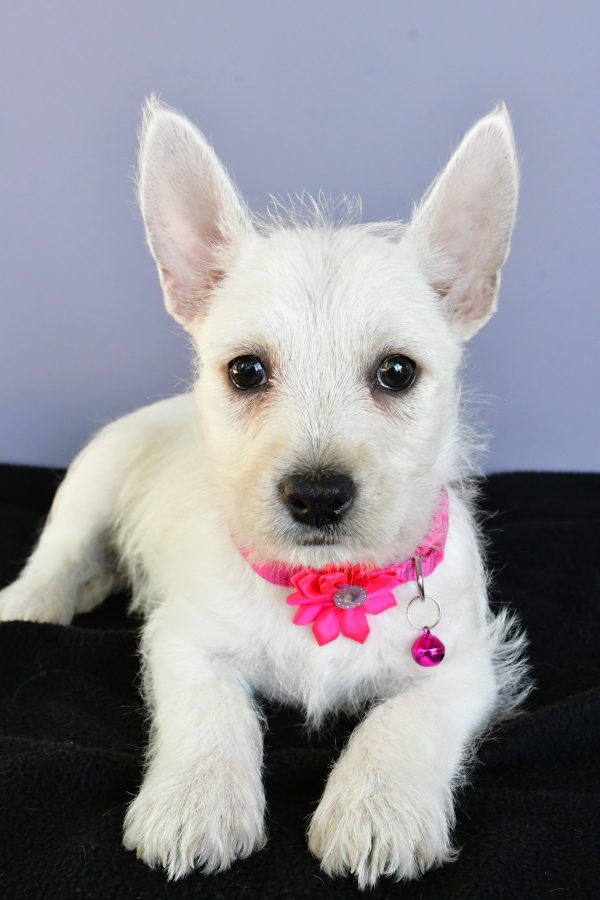 Miss Deanna The West Highland White Terrier - Image 5