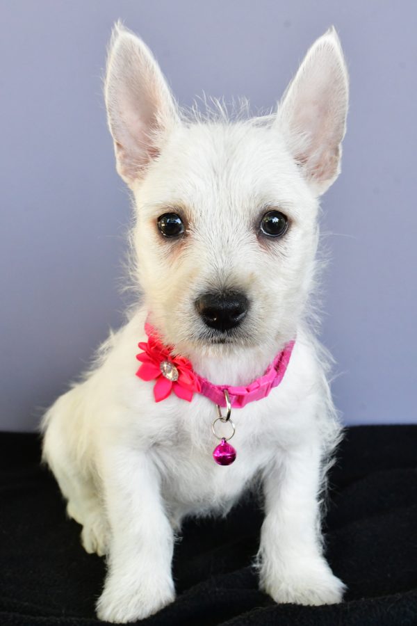 Miss Deanna The West Highland White Terrier - Image 2