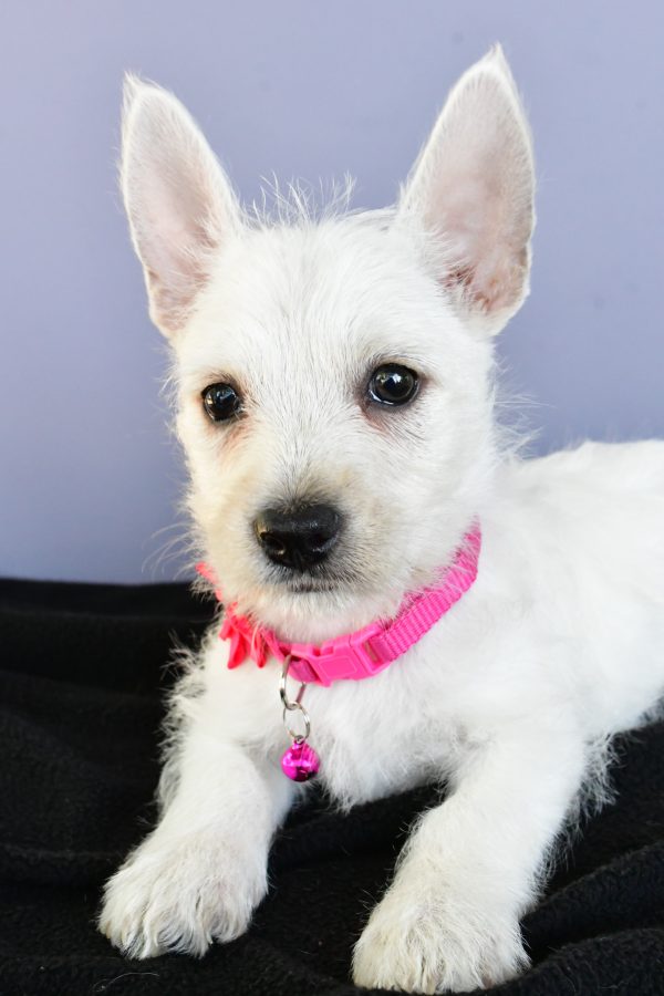 Miss Deanna The West Highland White Terrier - Image 4