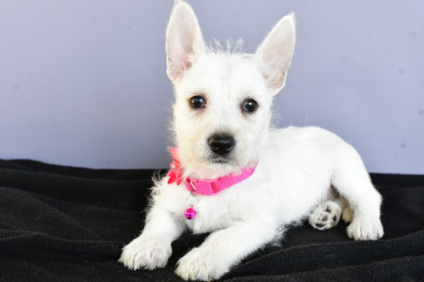 Miss Deanna The West Highland White Terrier - Image 7