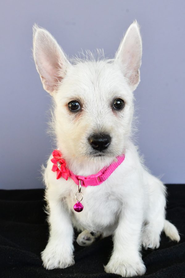 Miss Deanna The West Highland White Terrier
