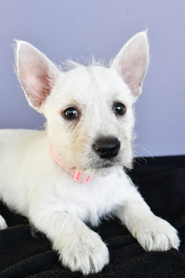 Miss Darcey The West Highland White Terrier - Image 3