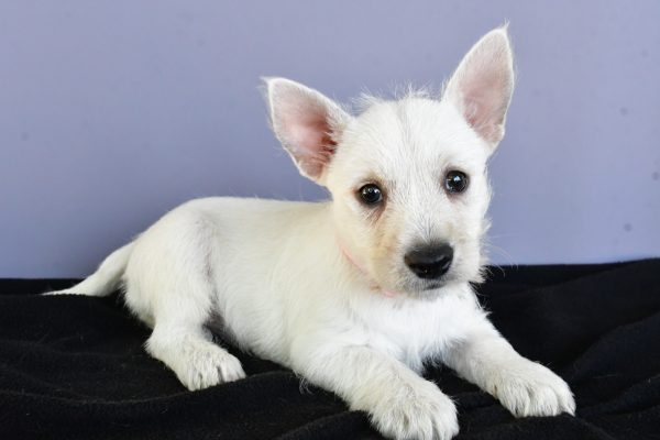 Miss Darcey The West Highland White Terrier - Image 6