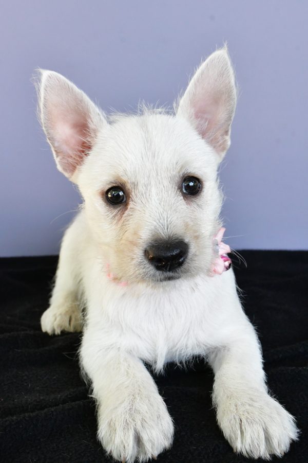 Miss Darcey The West Highland White Terrier - Image 4