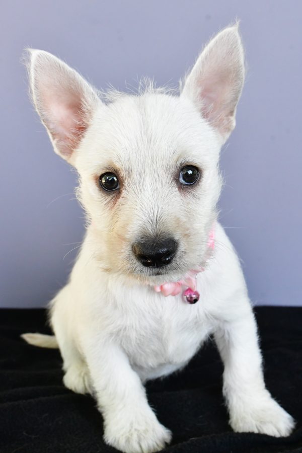 Miss Darcey The West Highland White Terrier - Image 2