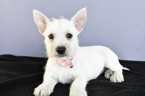 Miss Darcey The West Highland White Terrier - Image 5