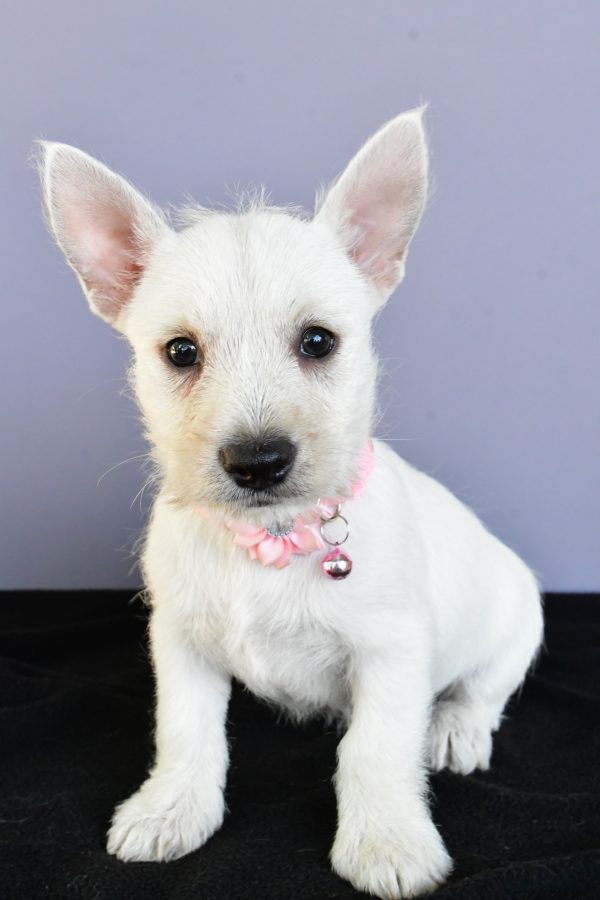 Miss Darcey The West Highland White Terrier