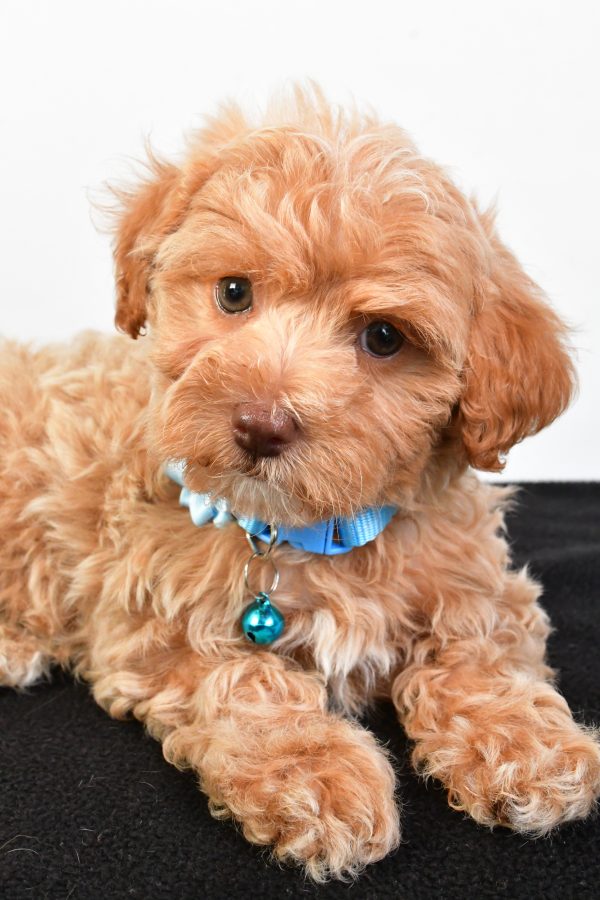 Miss Pearl The Maltipoo - Image 3