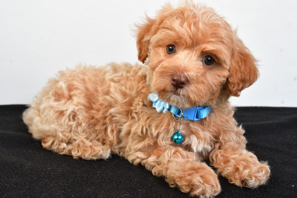 Miss Pearl The Maltipoo - Image 7