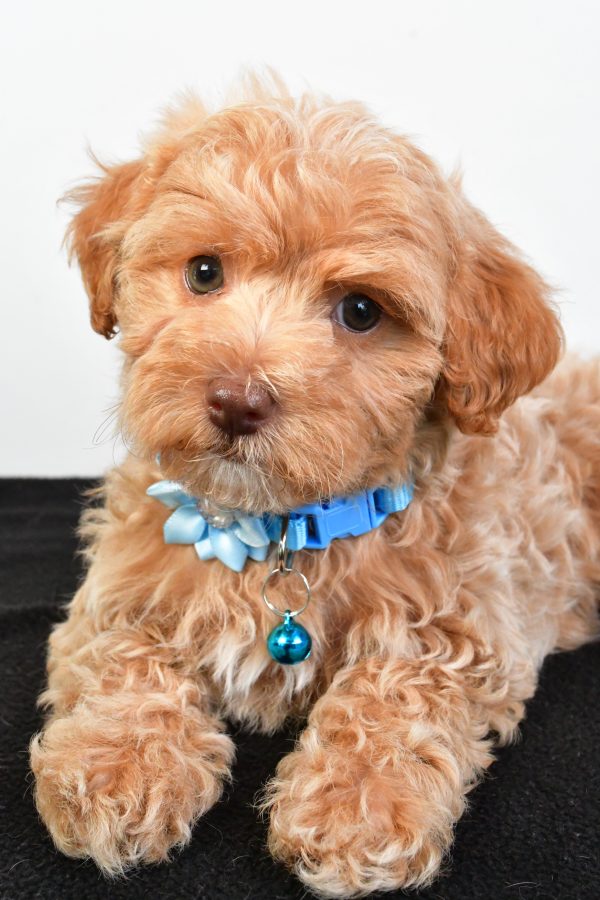 Miss Pearl The Maltipoo - Image 4