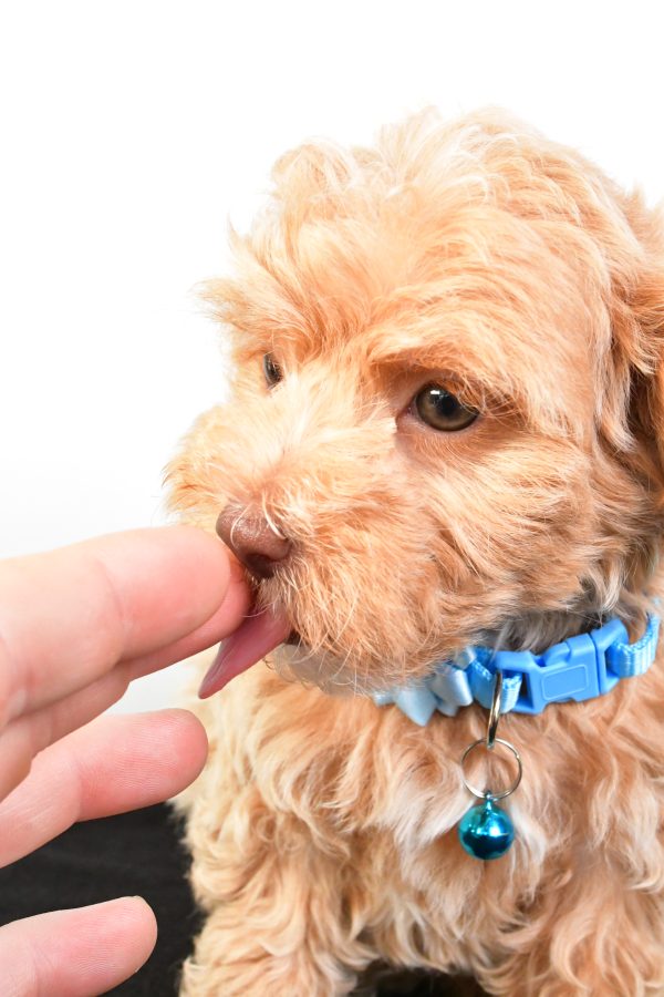Miss Pearl The Maltipoo - Image 8