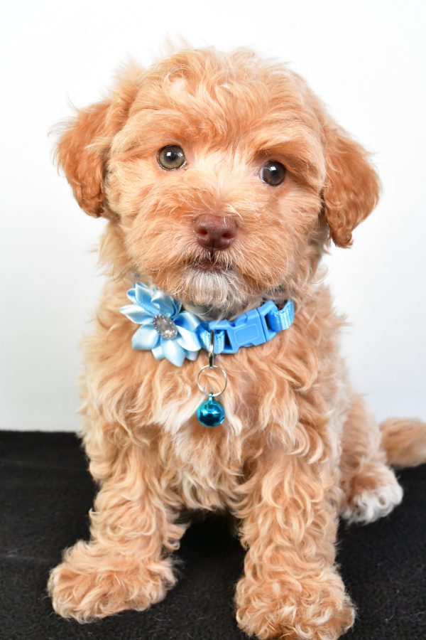 Miss Pearl The Maltipoo