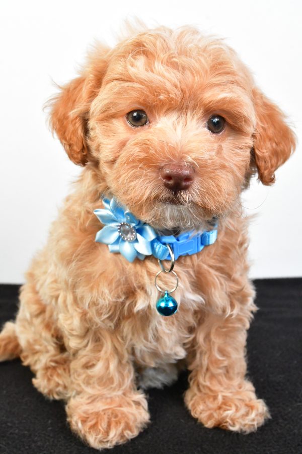 Miss Pearl The Maltipoo - Image 2