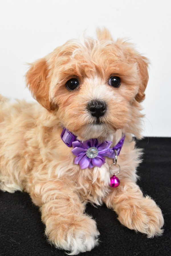 Miss Pea The Maltipoo - Image 6
