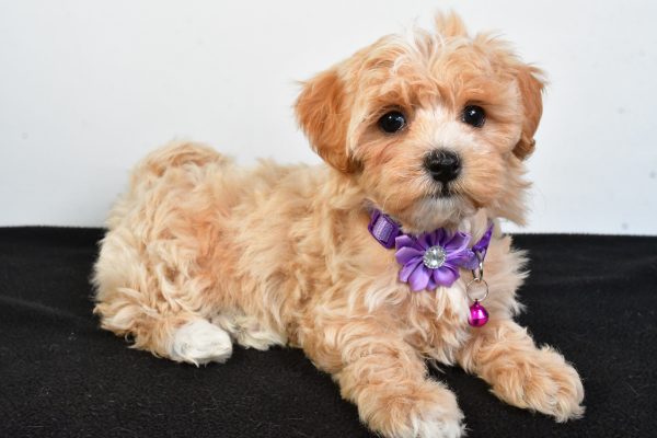 Miss Pea The Maltipoo - Image 7