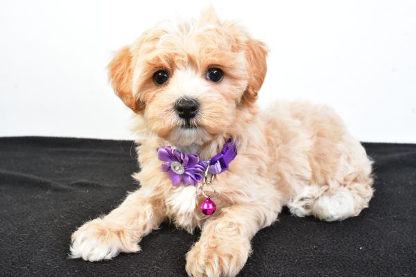 Miss Pea The Maltipoo - Image 8